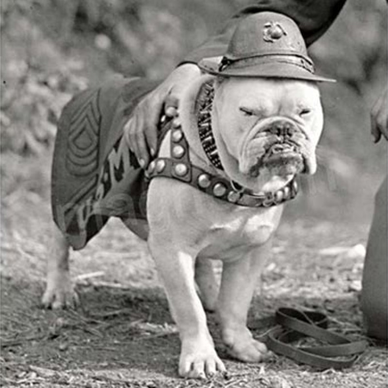 Sergeant Major Jiggs Bulldog T-Shirt